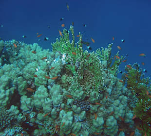 Riffblock mit vielen Fischen