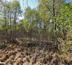 Impressionen aus der Gellener Torfmöörte