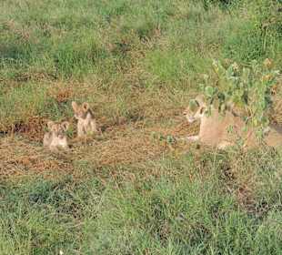 Glück muss man haben,Löwin mit zwei kleinen
