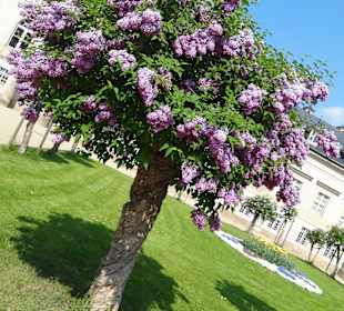 Ist der Baum nicht toll