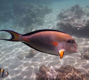 Tierwelt unter Wasser