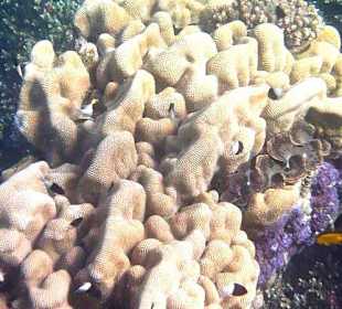 Schnorcheln am Hausriff