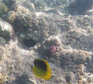 Hotel BEACH Albatros Resort & Spa