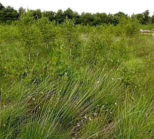 Hochmoor-Impressionen vom Moorerlebnispfad