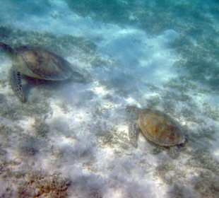 Schildkröten Schnorcheln Gorgonia Beach