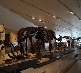 Dinosaurier-Skelette im Royal Ontario Museum