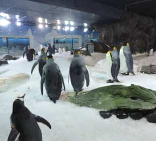 Besonders die Kinder hatten viel Spaß