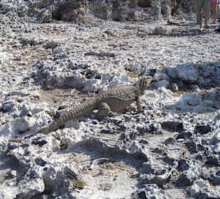 Leguan