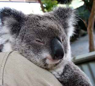Koala zum anfassen