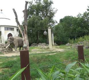Tierpark Hellabrunn - Reich der Elefanten
