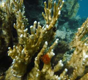 Schnorcheln Soma Bay