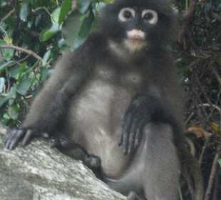 Marine Nationalpark Ang Thong.