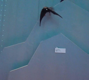 Nationalparkzentrum Haus der Berge