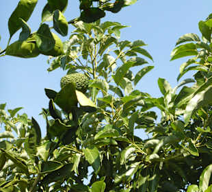 Plantagenbilder Alanya - Avokado