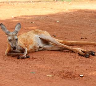 Känguru im Sandfire Roadhouse