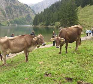 Tiere laufen frei am See herum