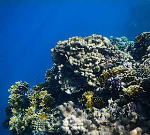 Schnorcheln Marsa Alam