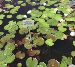 Botanischer Garten der Universität Zürich