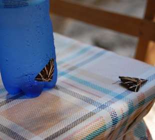 Tal der Schmetterlinge