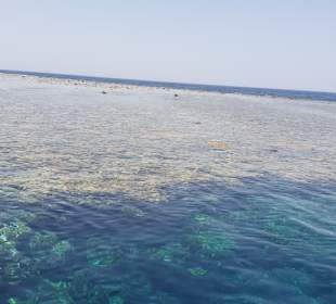 Reef 