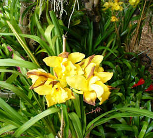 In Pregetter's Orchideengarten