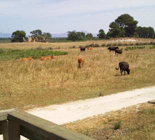 Stiere im Naturpark S'Albufera