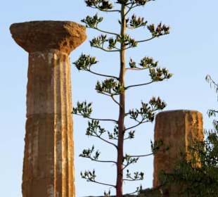 Dorische Säulen des Herakles-Tempels