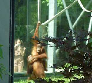 Sumatra Oran Utan's beim Spielen