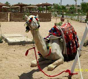 Ein Kamel zum Ausreiten