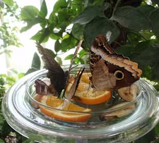 Дом бабочек