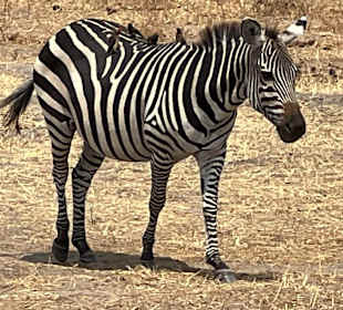 Zebra
