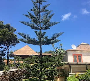 Wandern Cala Mesquida