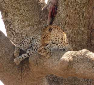 Serengeti Nationalpark 