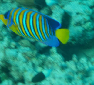 Schnorcheln Abu Dabab