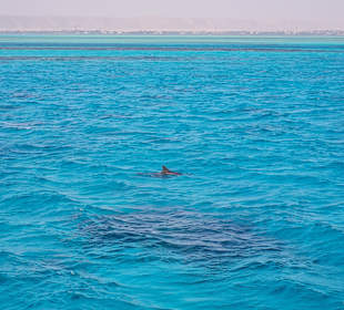 Bootstour Sea World Panorama Boat Hurghada