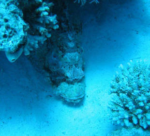 Such den Krokodilsfisch 