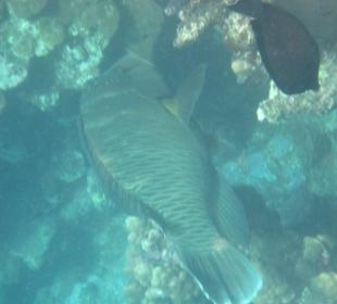 2 Napoleonfische im Außenriff