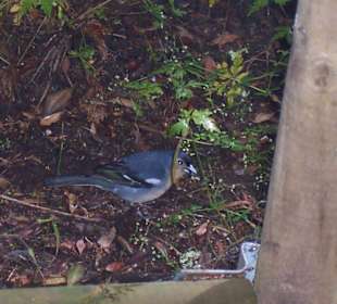 Im Nationalpark von Gomera