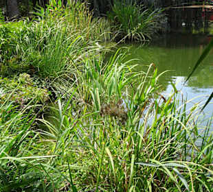Am Teich im Jardin des Plantes