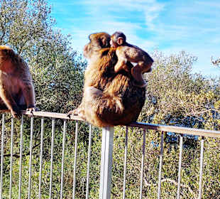 Berberaffen mit Jungtier