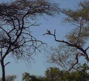 Krüger Nationalpark