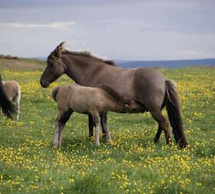 Islandpferde - Umrundung der Vatnsnes Halbinsel
