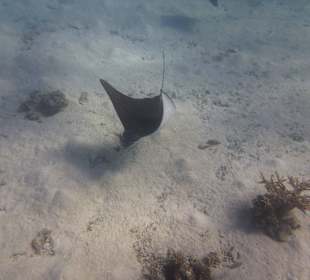 Rochenbesuch während der Delfintour - einmalig!