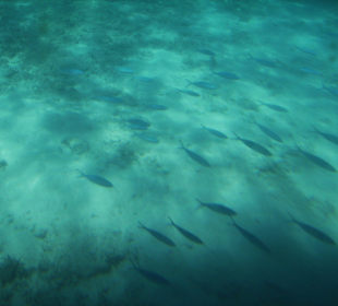 Wenig schönes unter Wasser