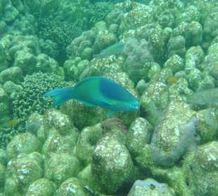 Geniales Schnorchelgebiet - Surin-Island - Thai