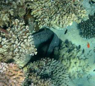 Hausriff Fort Arabesque