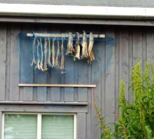 Fische zum Trocknen in Mo I Rana