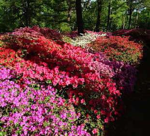 Hauptblüte im Rhododendronpark Bremen