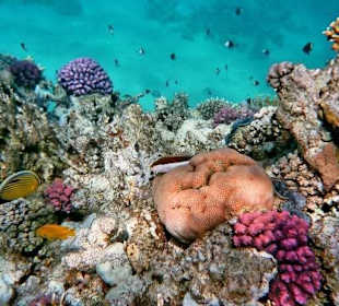 Südriff Hotel Brayka Bay