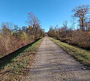Damweg in den Mur-Auen